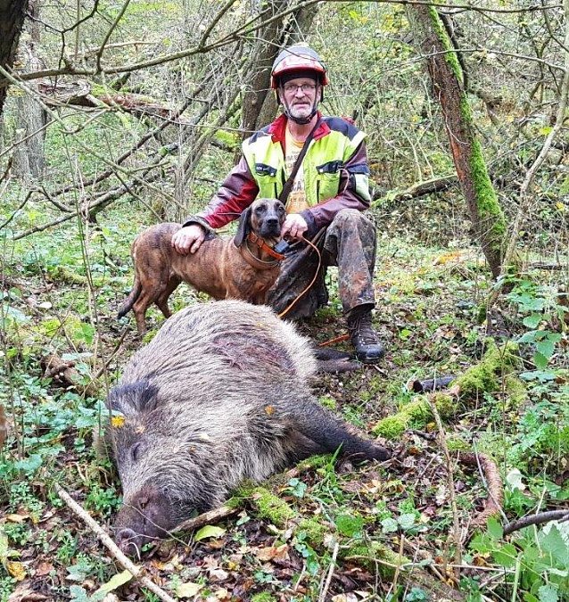 Bild: Ulrich Tischer erlegte einen angeschossenen Keiler, den seine Schwei&szlig;h&uuml;ndin aufsp&uuml;rte. Ein Fangschuss erl&ouml;ste ihn von seinen Qualen. Was soll bei diesem Anblick widerlich sein? Es ist die Realit&auml;t, weidgerecht