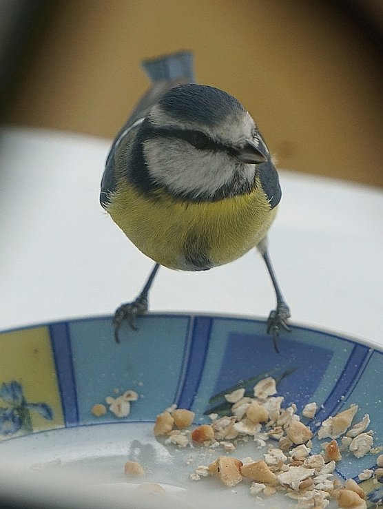 Bild: Zu Gast an der Futterstelle: eine Blaumeise