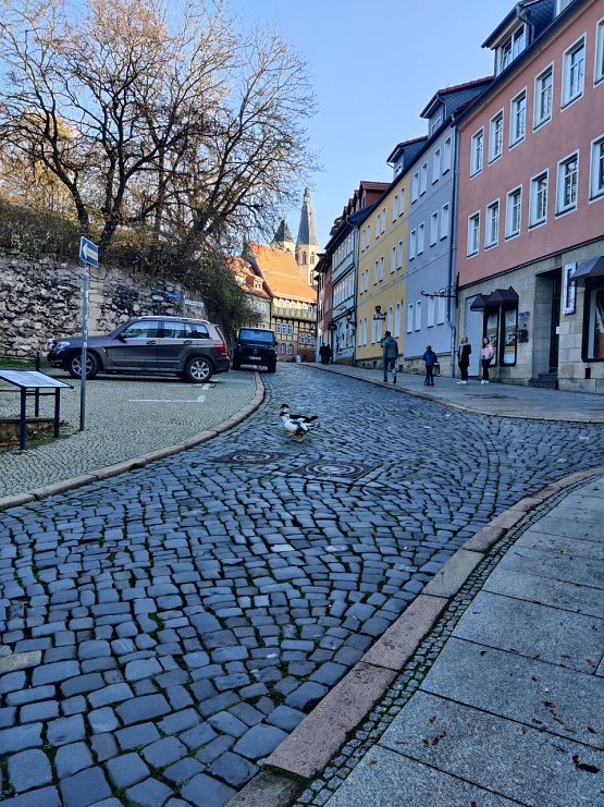 Bild: Zwei G&auml;nse beim Alstadtbummel