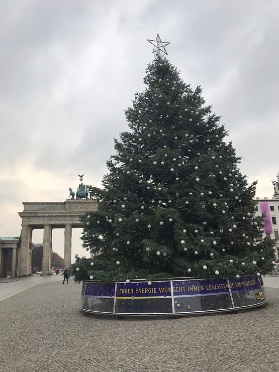 Bild: Th&uuml;ringer Colorado-Tanne vor dem Brandenburger Tor