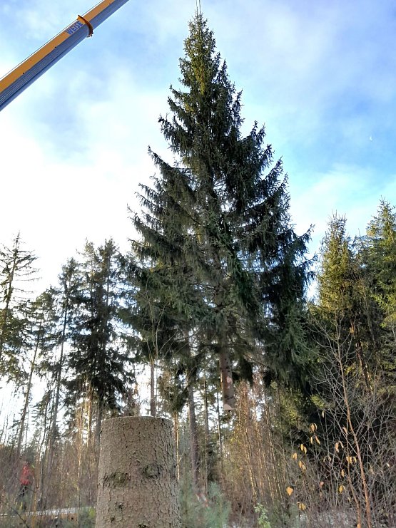 Bild: Im Vordergrund der Stubben, am Seilkran die etwa 60j&auml;hrige Fichte, die als Weihnachtsbaum das Brandenburger Tor schm&uuml;cken wird