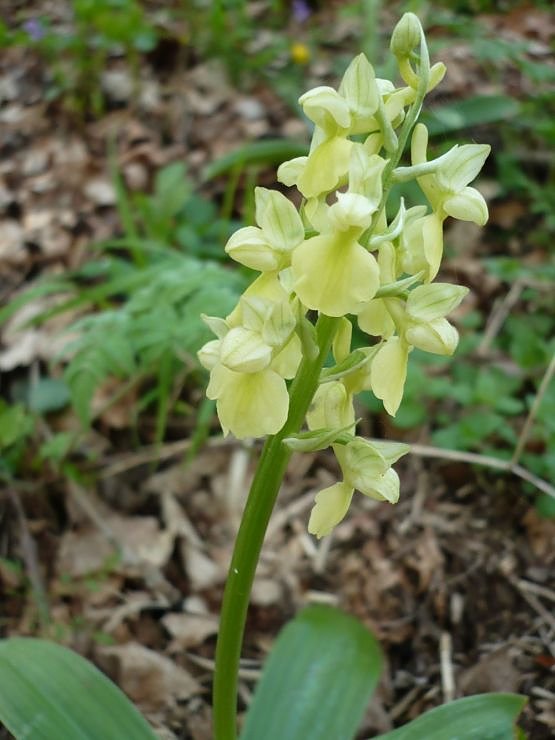 Bild: Knabenkraut