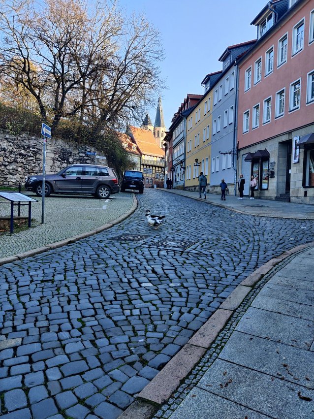 Bild: Zwei G&auml;nse beim Alstadtbummel