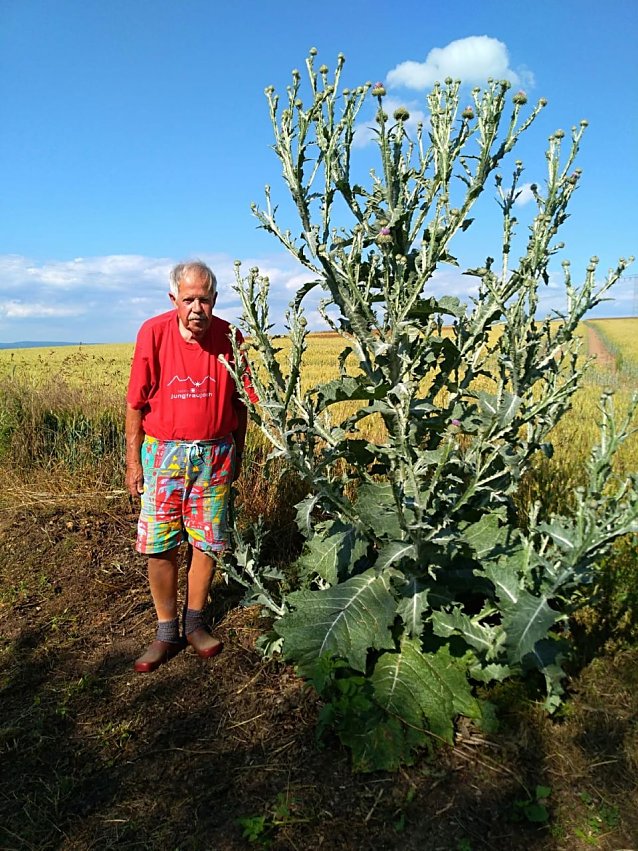 Bild: Dieter Altmann vor seiner besten Distel