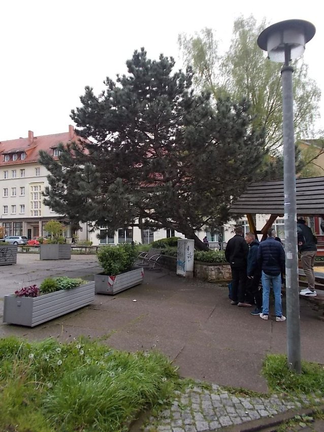 Bild: Die "Kletterkiefer" vor dem Pfarrhaus
