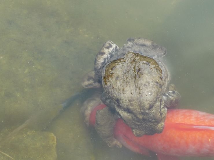 Liebesspiel im Gartenteich