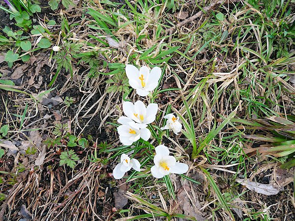 Farbtupfer in Braunlage