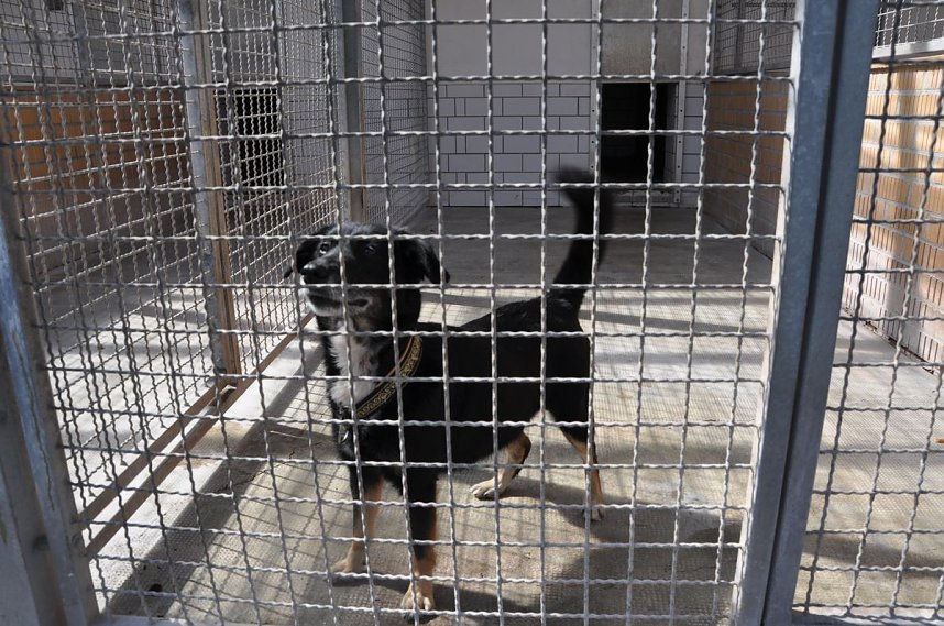 Fr&uuml;hlingsfest im Tierheim Nordhausen