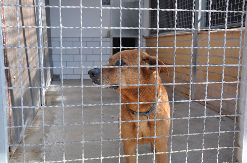 Fr&uuml;hlingsfest im Tierheim Nordhausen