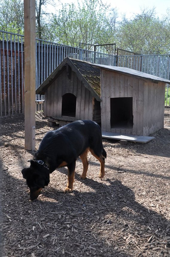 Fr&uuml;hlingsfest im Tierheim Nordhausen