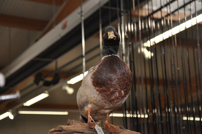 Fr&uuml;hlingsfest bei Thiemrodt