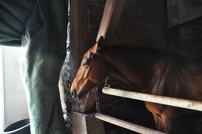 Reitturnier in Wollersleben