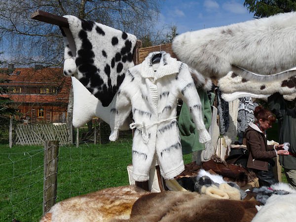 Auftrieb auf der Ziegenalm