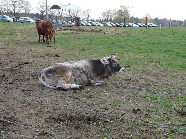 Auftrieb auf der Ziegenalm