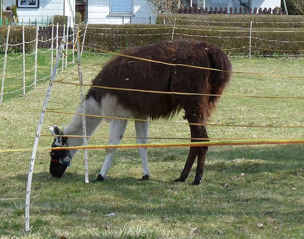 Auftrieb auf der Ziegenalm
