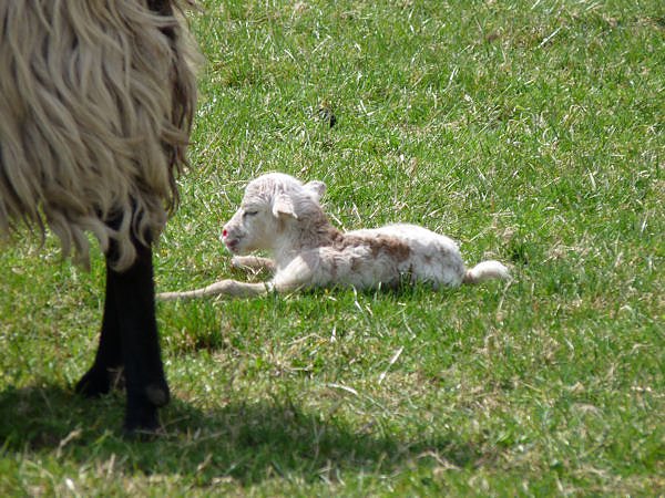 Auftrieb auf der Ziegenalm