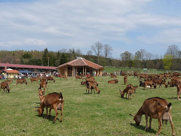 Auftrieb auf der Ziegenalm