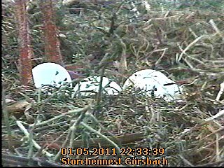 Neues aus dem Storchennest