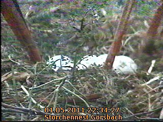 Neues aus dem Storchennest