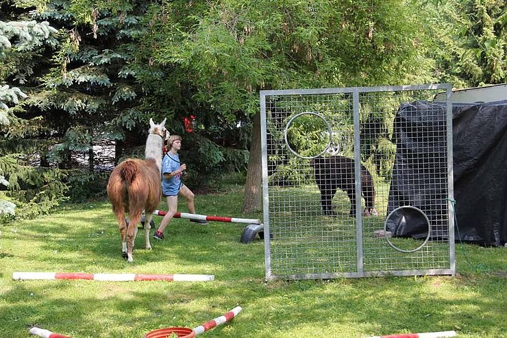 Buntes Treiben bei den Falken