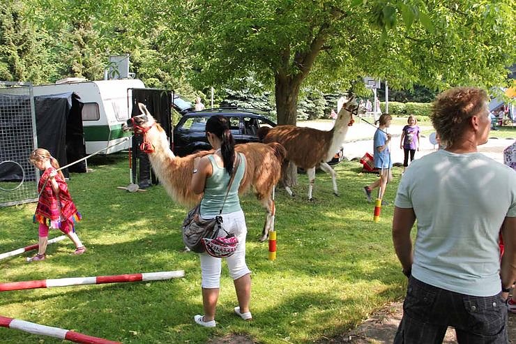 Buntes Treiben bei den Falken