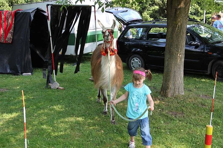 Buntes Treiben bei den Falken