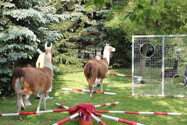 Buntes Treiben bei den Falken