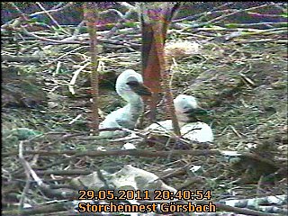 Neues aus dem Storchennest