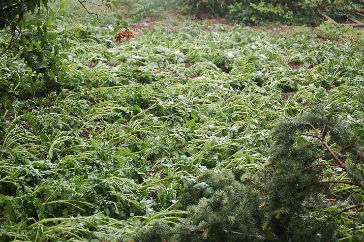Sturm verursacht Sch&auml;den