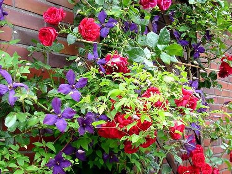 Reden &uuml;ber den Garten