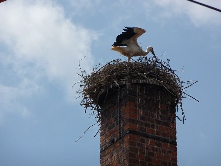 Ringe f&uuml;r junge St&ouml;rche