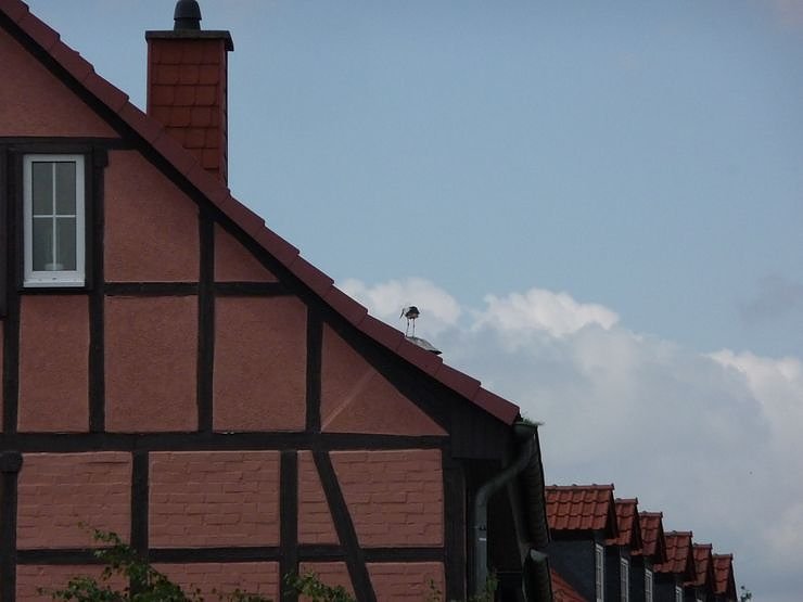 Ringe f&uuml;r junge St&ouml;rche