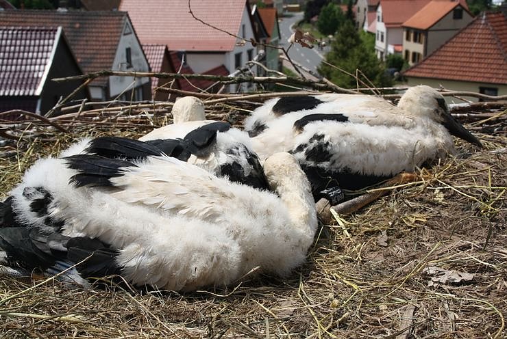 Jungst&ouml;rche beringt