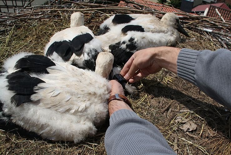 Jungst&ouml;rche beringt
