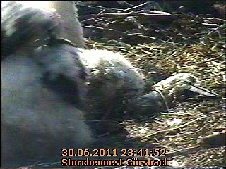 Neues aus dem Storchennest