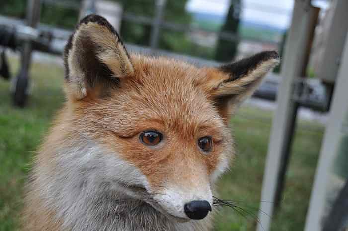 Harzfest 2011 auf den Petersberg