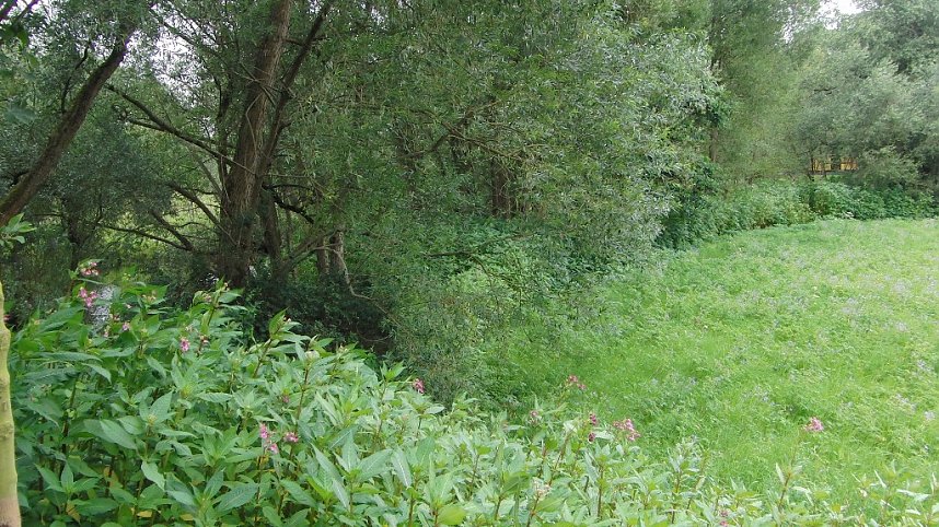 Dr&uuml;siges Springkraut