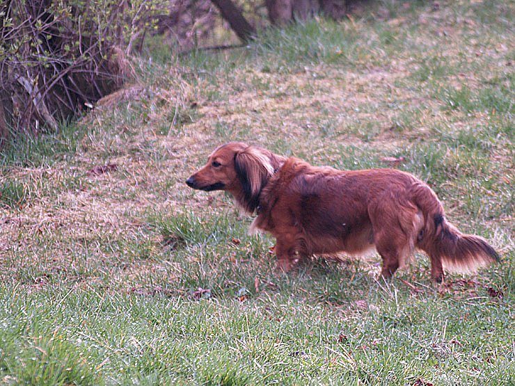 Feuerwehr und Polizei suchen nach Vermisster