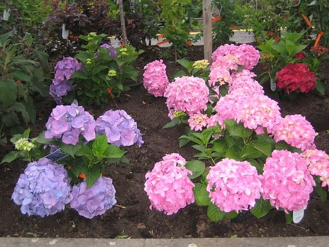 Rosenschautag in Ellrich