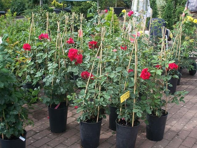 Rosenschautag in Ellrich