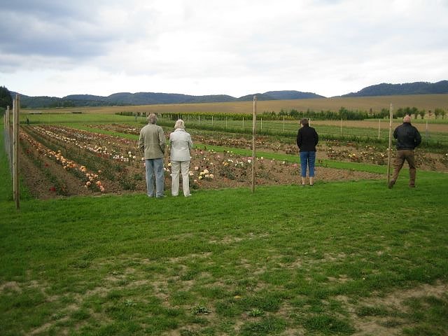 Rosenschautag in Ellrich