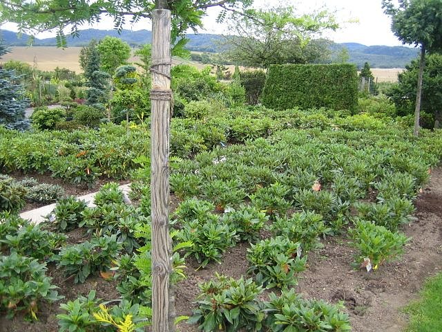 Rosenschautag in Ellrich