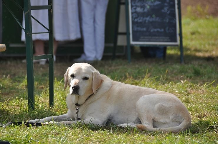 Sch&uuml;tzenfest in Appenrode