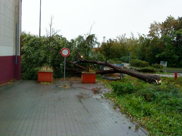 Umgest&uuml;rzter Baum