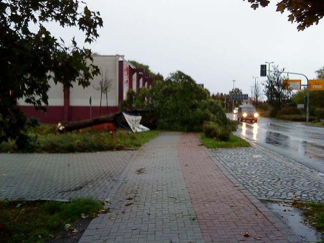 Umgest&uuml;rzter Baum