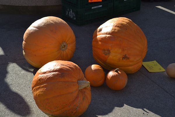 Unterwegs auf dem Markt