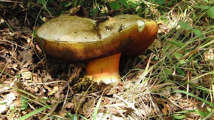 Arbeitseinsatz f&uuml;r die Natur