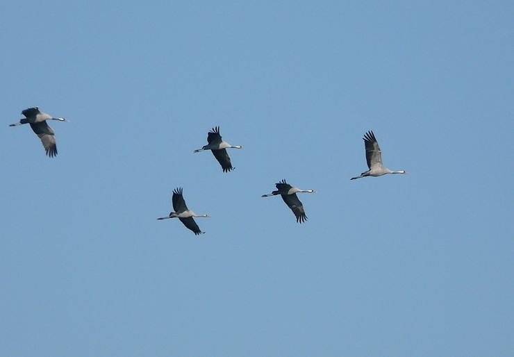 Kraniche nicht st&ouml;ren