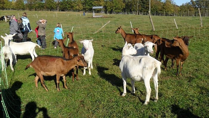 Ziegenalm Sophienhof