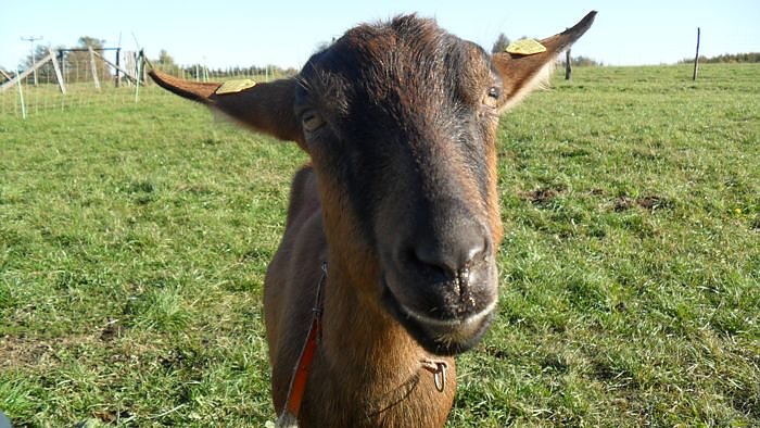 Ziegenalm Sophienhof